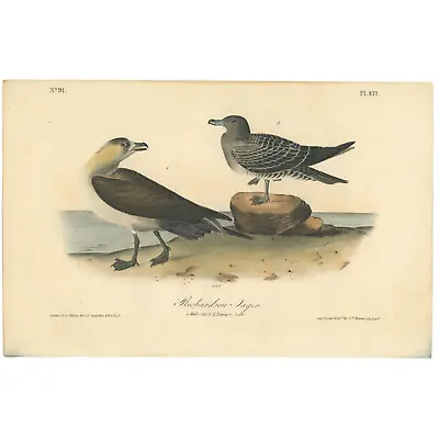 Audubon Birds Octavo 1st Ed 1840 H/c Lithograph Pl 452 Richardson Jager • $25.35