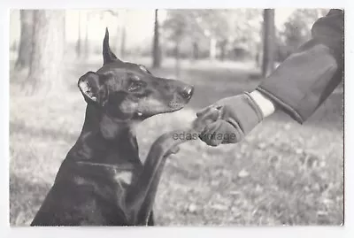 Dog Smart Pet Dobermann Pinscher Hand Hidden Mother Cute Couple Vintage Photo • $9.99