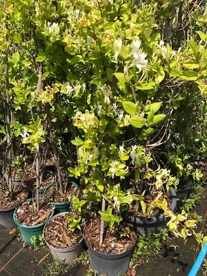 Lonicera Halliana (Honey Suckle) 90-120cm Cm 3L £ 8.50 Each • £8.50