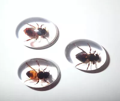 Insect Cabochon Honey Bee Apis Mellifera Oval 18x25 Mm Clear 3 Pieces Lot • £13.99