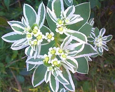 £1.75 • Buy Euphorbia Marginata 'Mountain Snow' - 30 Seeds - Snow On The Mountain