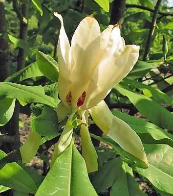 Magnolia Tripetala | Umbrella Magnolia | 10 Seeds • $10.79