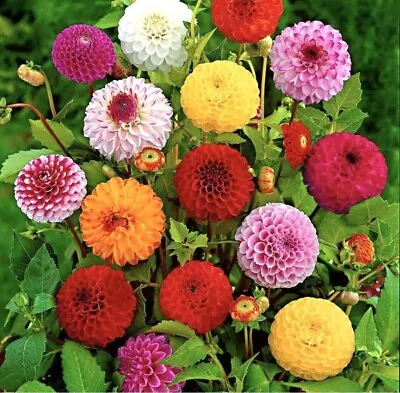 Pompon Dahlia Flower Seeds • $1.99