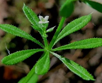 50++ Cleavers Herb SEEDS (Galium Aparine) Heirloom Sticky Willie Medicinal USA • $2.94