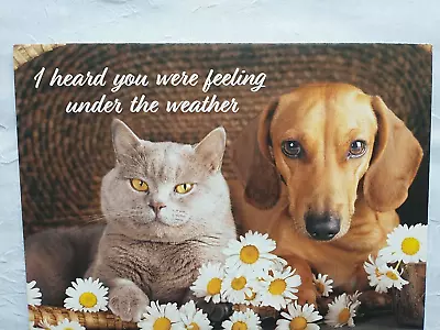 Brown Dachshund Grey Cat Get Well Card Dog Under The Weather Feel Better CUTE! • $3.95