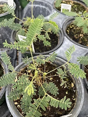 Sensitive Plant - Mimosa Pudica • $25