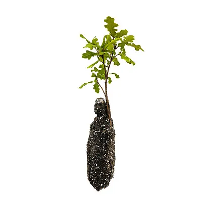Valley Oak | Medium Tree Seedling | The Jonsteen Company • $18.99