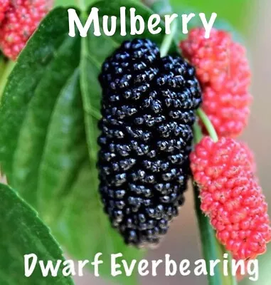 Mulberry Tree - 'Dwarf Everbearing' - Morus Nigra 1 Live Plant Edible Fruit ! • $9.99