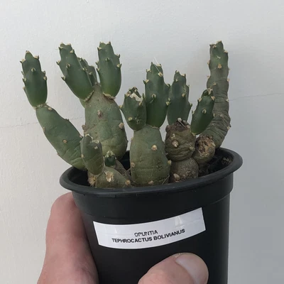 £5.99 • Buy Opuntia Tephrocactus Bolivianus Exact Cactus Plant From Photo In 9cm Pot