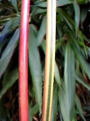 Red Stem Narihira Clumping Bamboo Kimmei 15 Litre Large Pots 180/210cm 6-7ft Tal • £89