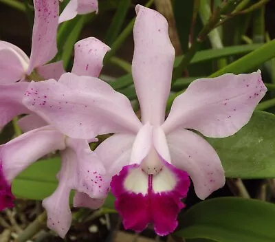 Cattleya Orchid Hybrid - Cat. INTERGLOSSA 'Hildos' • $20