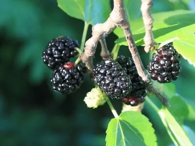 Morus Nigra | Black Mulberry | Toot Tree | 10_seeds • $11.95