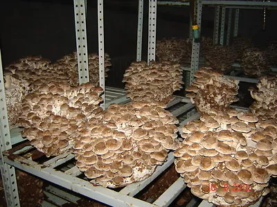 42gr/(1.5oz.) NEW  SHITAKE SEEDS FOR GROWING On COFFEE GROUNDSon DRIED SEEDS!!! • $12.99