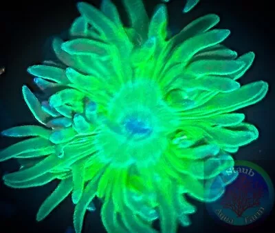 SAF~”WYSIWYG” Duncan Coral Frag LPS SPS Live Colony Dendro Whisker Coral • $14.99