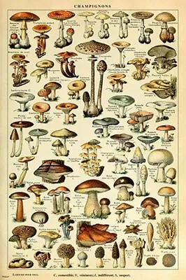 Adolphe Millot Mushroom Varieties French Vintage Poster Home Decor Art Print • $11