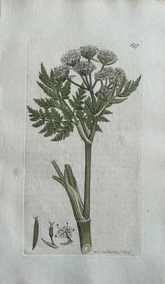 £68.67 • Buy Original Antique Print - Botanical Art Print - James Sowerby - Scandix
