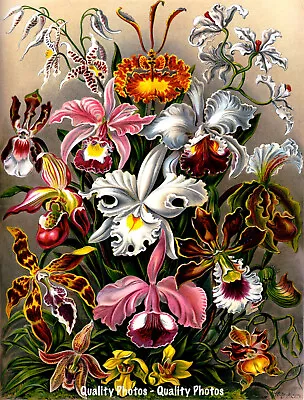 Orchids Of The World 8.5x11  Photo Print Haeckel Nature Flower Floral Plant Art • $8.17