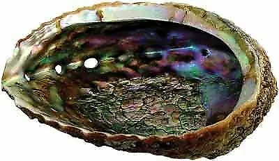 Green Abalone Sea Shell One Side Polished Beach Craft 5 -7  NEW • $10.95
