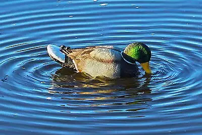 Rippler Floating Motion Mallard Drake Duck Decoy HW2443 2.5 Pounds • $33.57