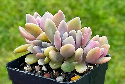 Graptophytum Supreme Succulent Cutting X 1 • $3