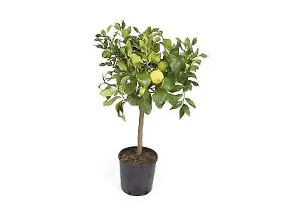 Selection Of Fruit Trees - Lincolnshire Fruits • £17.59
