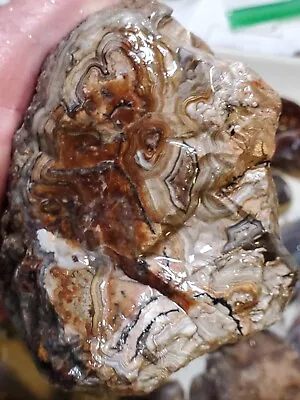 Crazy Lace Agate Laguna Lace Banded Agate Mexico Rough Botryoidal Bullseyes 741g • $55
