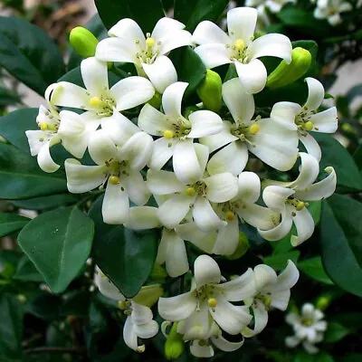 100PCS Murraya Paniculata Orange Jasmine Extremely Fragrant Flowers Jocad Seeds • £8.38