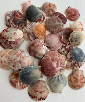 $18.95 • Buy 50 Scallop Seashells .5-.75 Scrapbook Beach Frame Crafts Wedding Shells SV #R US