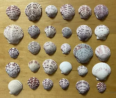 Calico Scallop Shell Lot Of 30 ‘Argopecten Gibbus’ 20-40 Mm/.75-1.75” Florida • $3.99