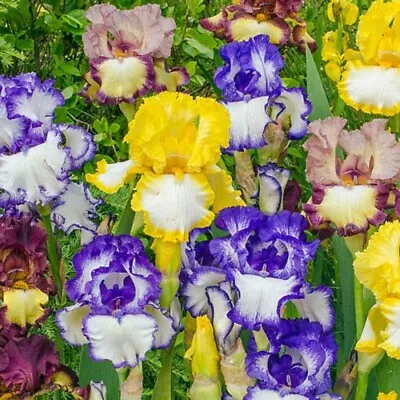 20 Mixed Color Iris Seeds Fragrant Flower Plant (much Less Money Than Bulbs) • $4.36