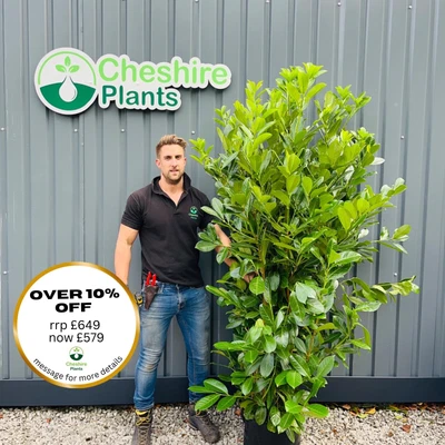 6-7ft Laurel Hedging X 10 For £649 FREE DELIVERY • £649