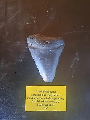 Megalodon Shark Tooth Fossil  • £35