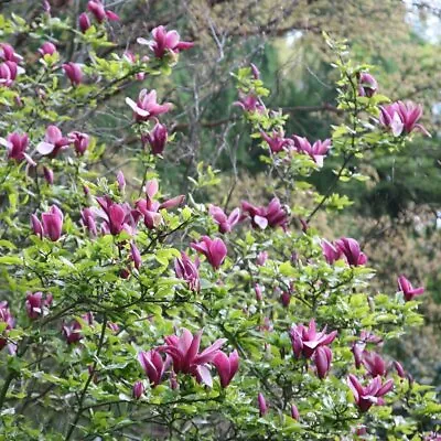 Magnolia Liliiflora Nigra Tree Shrub Spring Flowering Outdoor Plant 5L 70-90cm • £67.98