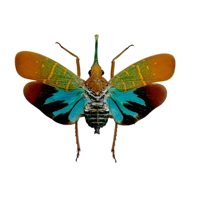 £12.99 • Buy Lantern Bug (Saiva Transversolineata) Insect Entomology Specimen Indonesia A1
