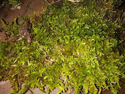 Living Moss - Fresh Sheet Moss Terrariums And Bonsai Fern Moss 1 Quart Size Bag • $12.99