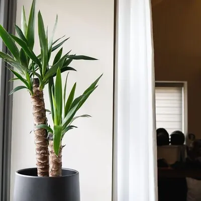 Yucca Plant (Yucca Elephantis) | 70-90cm | Pot Size 17cm • £24.99