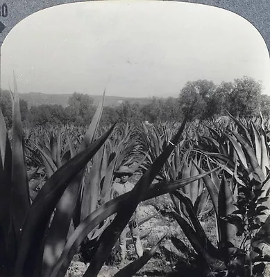 Keystone Stereoview Maguey Plantation Mexico From Rare 1200 Card Set #80 DN78 • $3.99