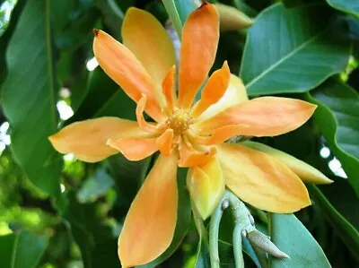 Magnolia Champaca | Yellow Orchid Tree | 5_seeds • $11.95