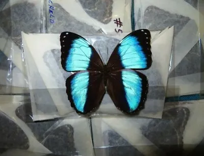 Lot Of 10 Morpho Achilles A- Males  Unmounted Wings Closed • $65