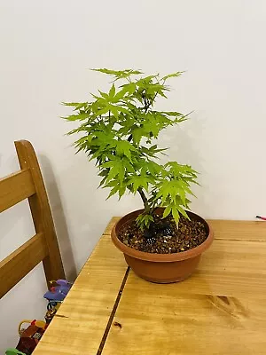 Japanese Maple Bonsai Tree • £39.99