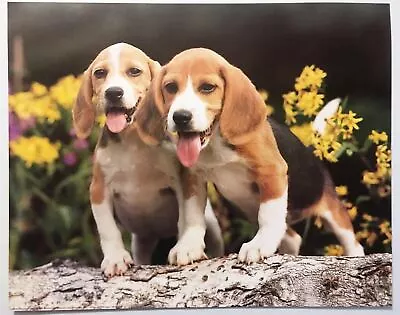 Hunting Dog Poster Beagle Print Pups Lithograph Vintage Wall Art PH504 Puppies • $11.99