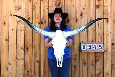 Steer Skull Polished Long Horns Mounted Art!! 4' 6  Cow Bull Longhorn H9545 • $334.95