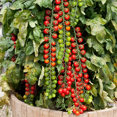 Cherry Tomato 'Rapunzel'. Plug Plant X 5. Grow Your Own Tomatoes Super Sweet • £8.95