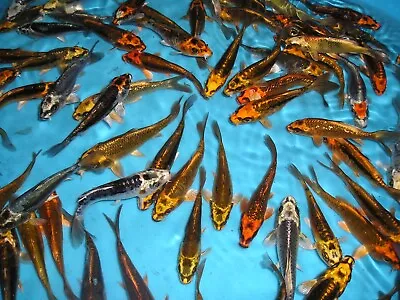 £50 • Buy 6 X Assorted Ghost Koi Carp Cyprinus Rubrofuscus 2-3 Inches