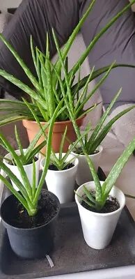 Medicinal Aloe Vera Plant-Therapeutic House /Office Plant Pups Rooted 20 - 25cm • £5.50