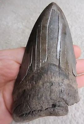 Extra Large Megalodon Tooth (Serrated) - 5.434 Inches (13.80 Cm) • £90