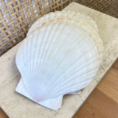 $19.99 • Buy Set Of 8 Sea Shells Ribbed Scalloped 5” 