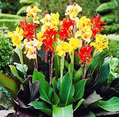 Canna - Indica - Large Flowered Perennial Exotic Plant - 5 12 20 50 Seed Packet  • £1.99