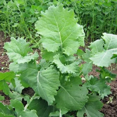 15 Essex Dwarf Rape Kale Seeds. - Edible Brassica  • £2.20