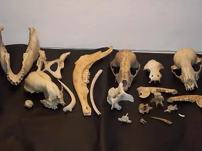 Big Lot Of Animal Skulls Jaws And Bones • $90